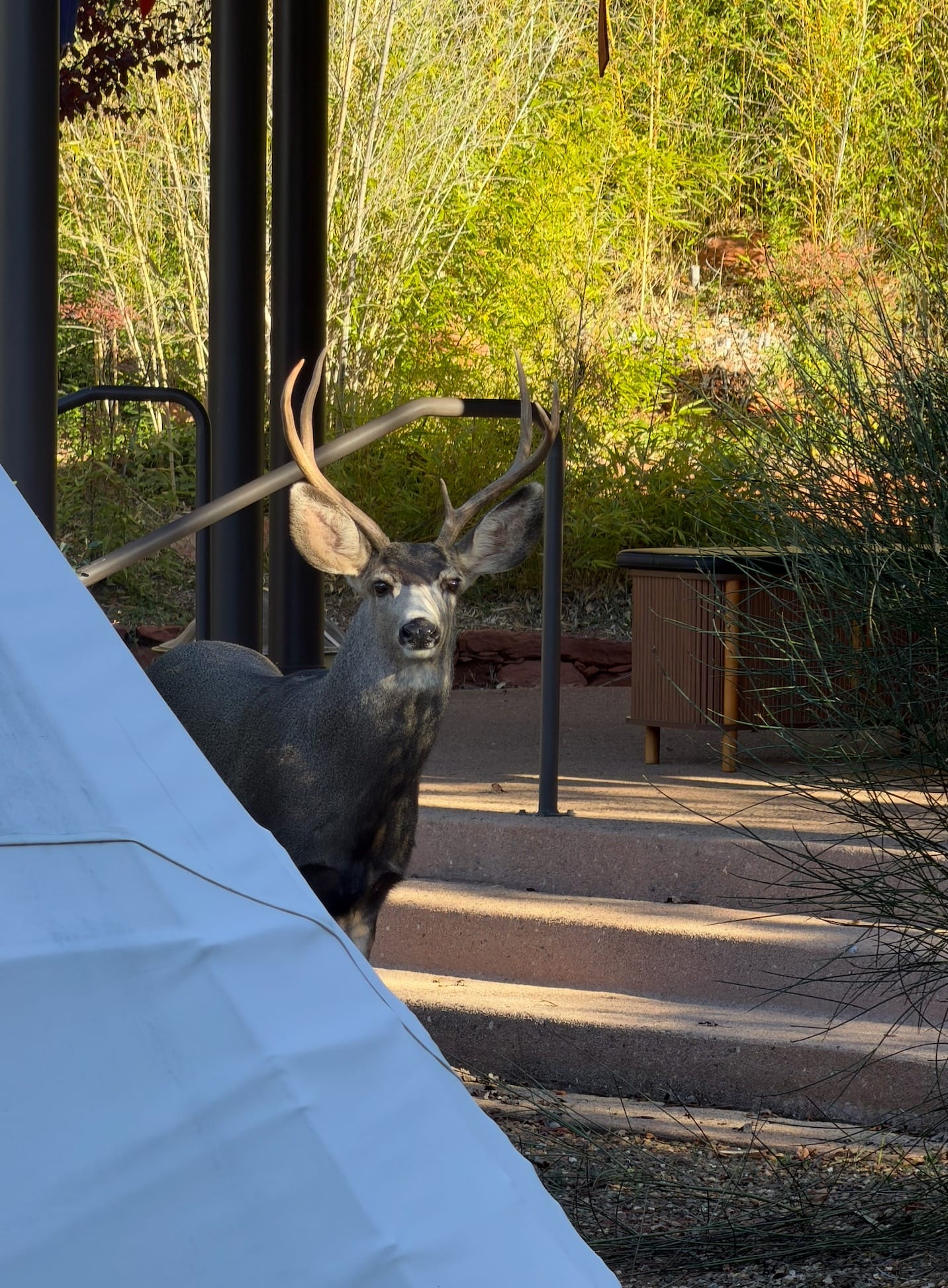 A mule deer visiting the grounds near the tipi at Sedonya