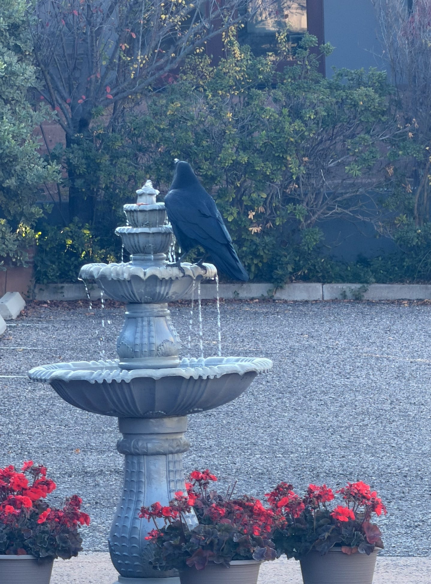 A raven perched on the courtyard fountain surrounded by red geraniums